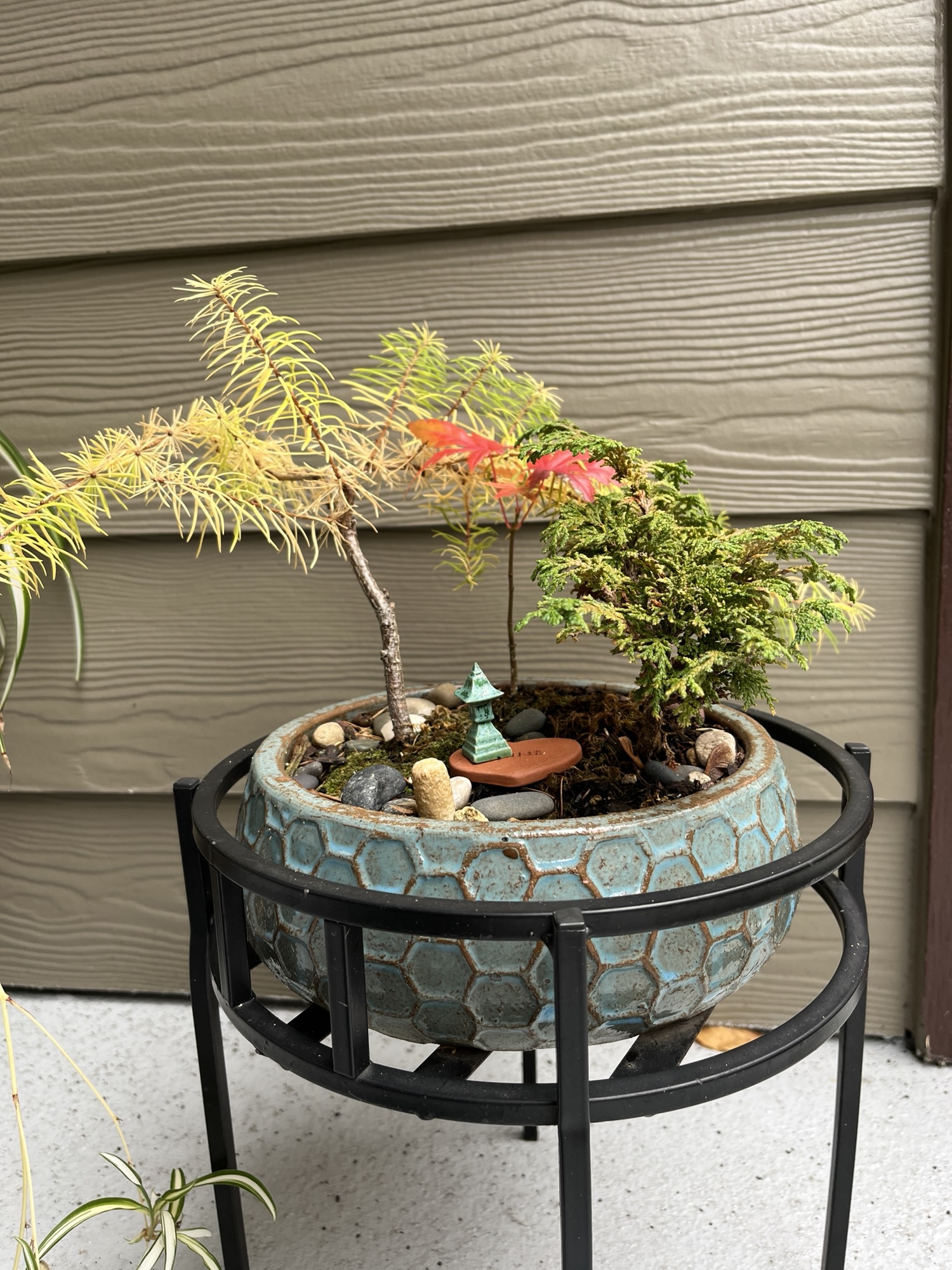 Bonsai in Fall, 2025 – Dear Liza