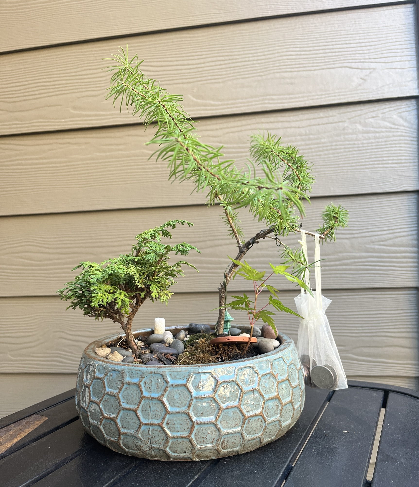 Bonsai in Fall, 2025 – Dear Liza